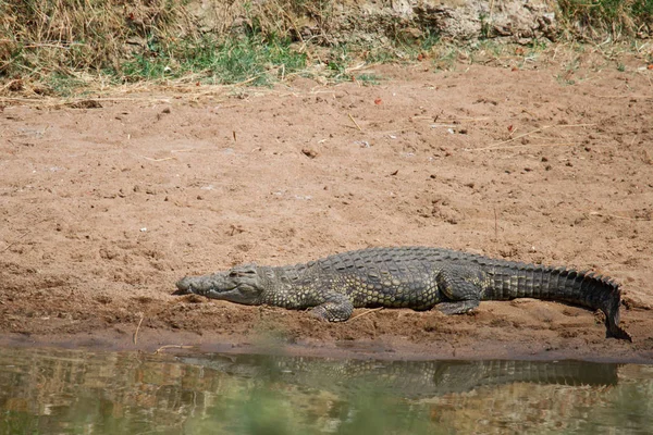 Coccodrillo Animale Predatore Anfibio — Foto Stock