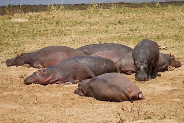 Mamíferos Hipopótamos Animales Hipopótamos — Foto de Stock