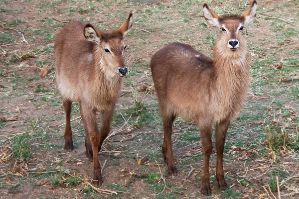 Waterbuck Büyük Antilop Hayvanı Doğa Faunası — Stok fotoğraf