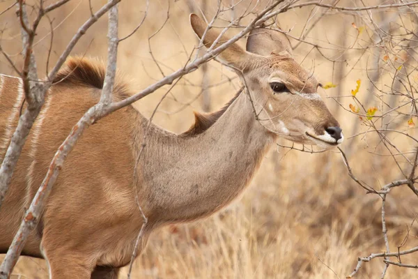 Kudu Antelope Ζώα Άγρια Ζωή Πανίδα Της Φύσης — Φωτογραφία Αρχείου