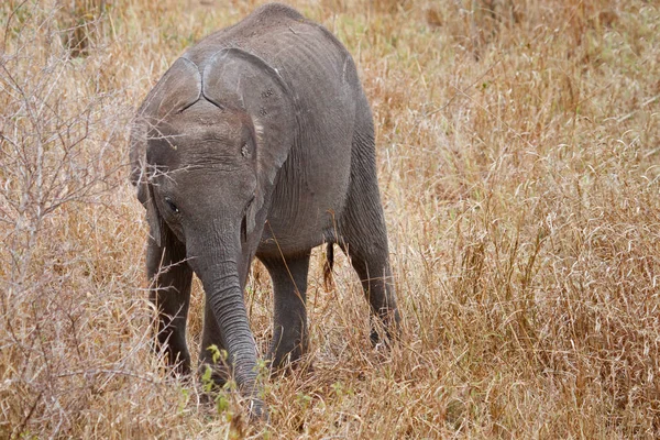 Afrikanisches Elefantentier Großes Säugetier — Stockfoto