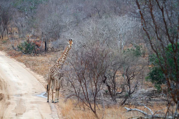 Animais Girafa Marrom Vida Selvagem Flora Fauna Natureza — Fotografia de Stock