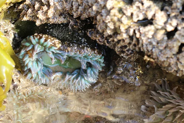 Szenischer Blick Auf Die Unterwasserwelt — Stockfoto