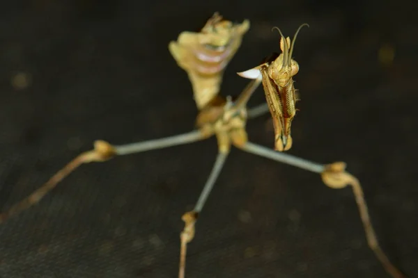 Närbild Insekter Vild Natur — Stockfoto