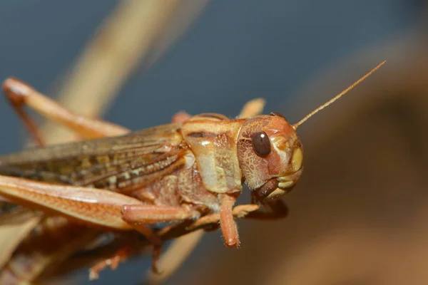 Closeup View Little Grasshopper Insect — Stock Photo, Image