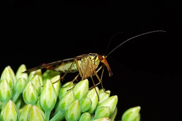 Běžný Škorpión Muší Hmyz Květinové Přírodě — Stock fotografie