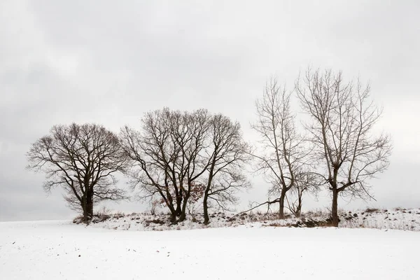 Paisagem Inverno Com Árvores — Fotografia de Stock