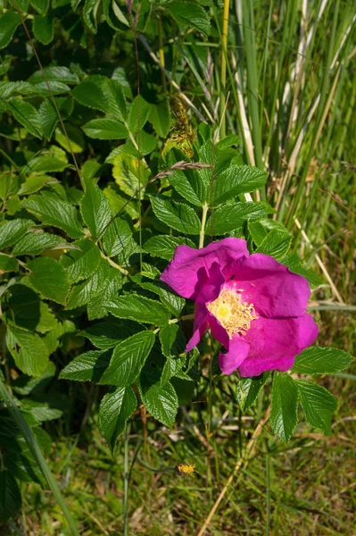 Rosa Selvagem Rosa Denmark — Fotografia de Stock