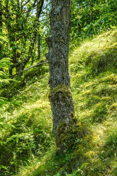 Впечатление Леса Плотном Кольце — стоковое фото