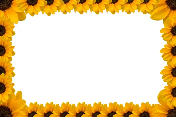 Sunflower Presentation Template White Background — Stock Photo, Image