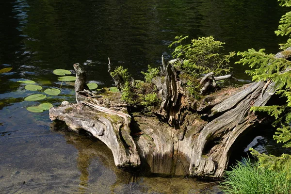 Korzeń Drzewa Wielkim Morzu Bursztynowym — Zdjęcie stockowe