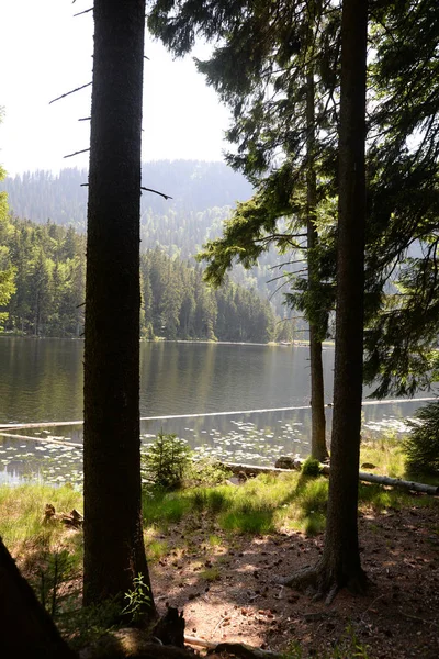 Nagy Arber Arbersee Karsee Bajor Erdő Bajor Természet Táj Arber — Stock Fotó