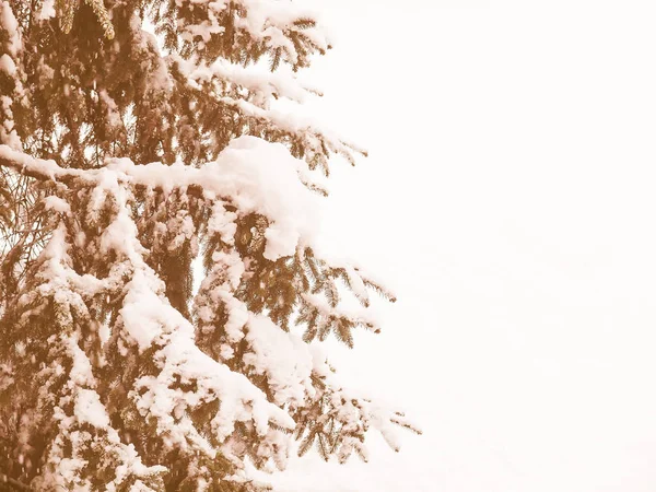 Vintage Looking Pine Tree Snow Winter — Stock Photo, Image