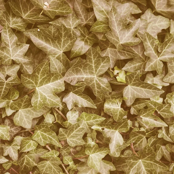 Vintage Patrząc Zielony Bluszcz Rośliny Przydatne Jako Tło — Zdjęcie stockowe