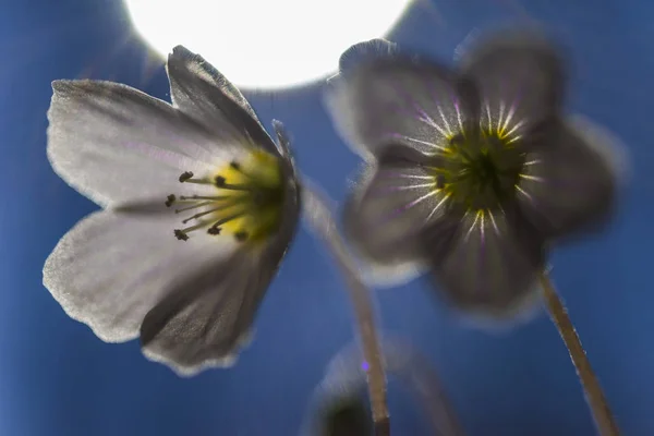 Pétalas Brancas Girassol Flora Florescente — Fotografia de Stock