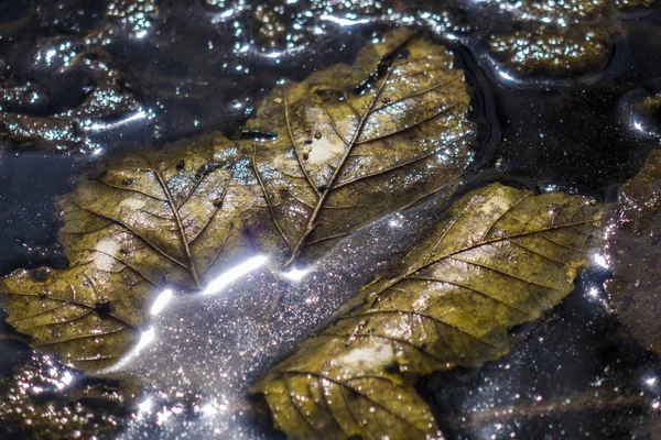 Döda Blad Våren Den Döende Och Uppvaknande Naturen Reflektioner Ljus — Stockfoto