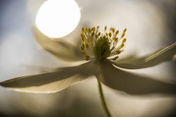 Pétalas Brancas Girassol Flora Florescente — Fotografia de Stock