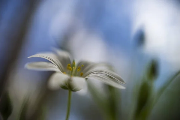 Flores Primavera Céu Sem Nuvens Fotografado Perto Floração Espalhou Amplamente — Fotografia de Stock