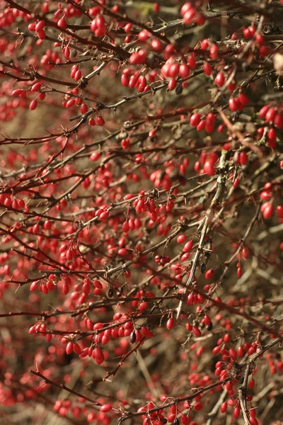 Hagebutte Rote Beeren — Stockfoto