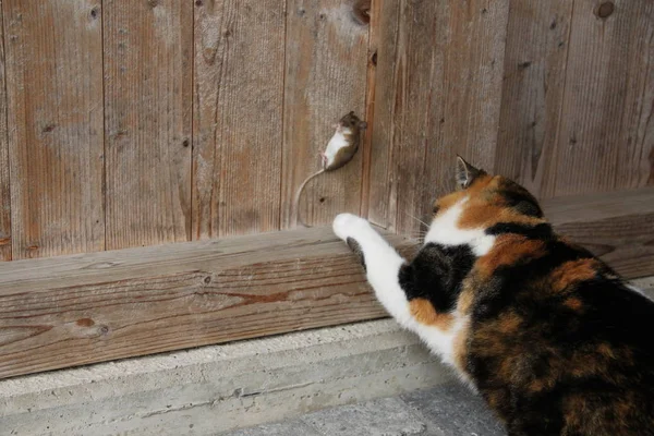 Kat Heeft Gevangen Muis Speelt Met Haar — Stockfoto