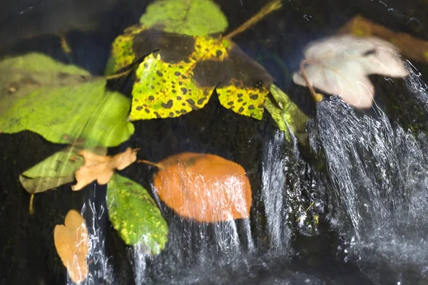 Feuilles Mortes Printemps Nature Mourante Éveillée Reflets Lumière Sur Les — Photo