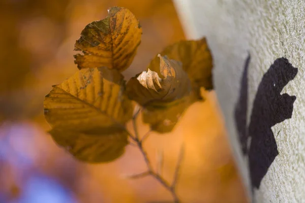 Lkbaharda Ölü Yapraklar Ölmekte Olan Uyanan Doğa Desenlerdeki Şekillerdeki Işığın — Stok fotoğraf