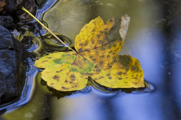 Folhas Mortas Primavera Morrendo Despertando Natureza Reflexões Luz Sobre Padrões — Fotografia de Stock