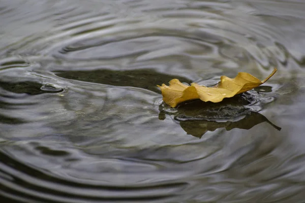 Folhas Mortas Primavera Morrendo Despertando Natureza Reflexões Luz Sobre Padrões — Fotografia de Stock