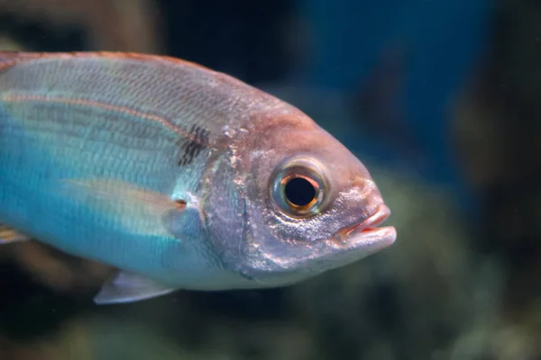 Poissons Côte Méditerranéenne Oblada Melanura — Photo