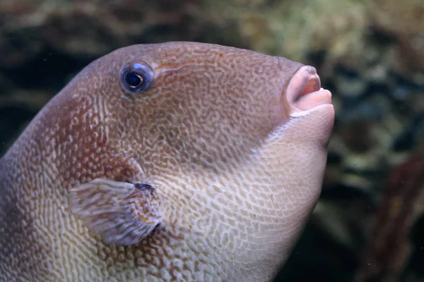 Drückerfisch Oder Balistes Carolinensis Aquarium Barcelona Spanien — Stockfoto