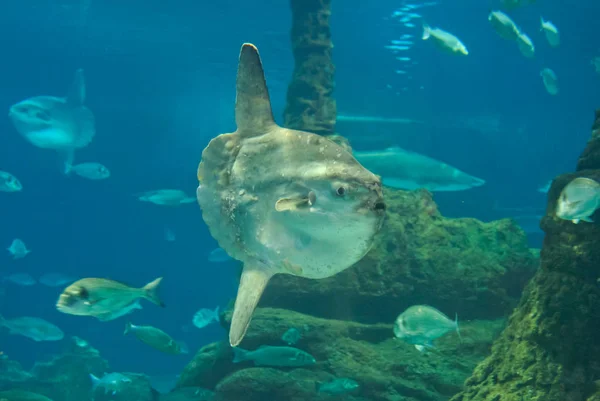 Huge Luna Fish Mola Mola Acuario Barcelona España —  Fotos de Stock