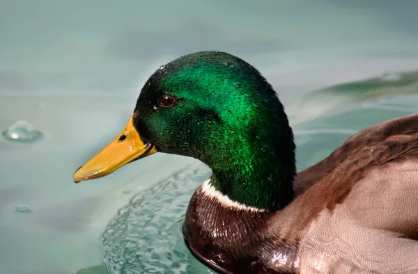 Primo Piano Anatra Reale Anas Platyrhynchos Con Gocce Acqua Sulla — Foto Stock