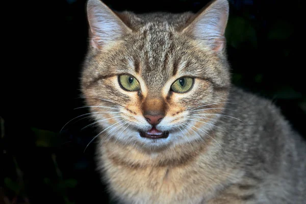 배경을 위협하는 고양이 — 스톡 사진