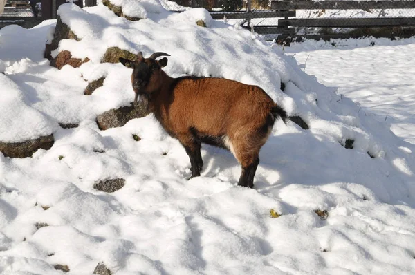Κατσίκα Χιόνι Χειμώνας Ζώο Ζώα Αγροκτήματος Ζώο Αγροκτήματος Ζώο Κρύο — Φωτογραφία Αρχείου
