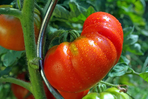 Tomates Orgânicos Maduros Vermelhos — Fotografia de Stock