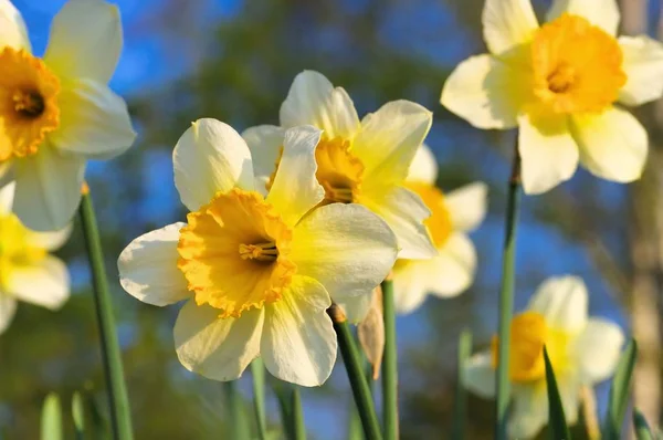 Pomerančové Narcisy Květina Daffodil Nazývá Pomerančová — Stock fotografie