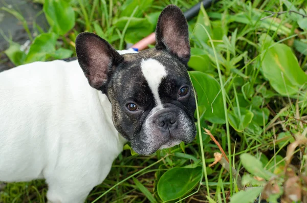 Francia Bulldog Sétál Utcán Rám Néz — Stock Fotó