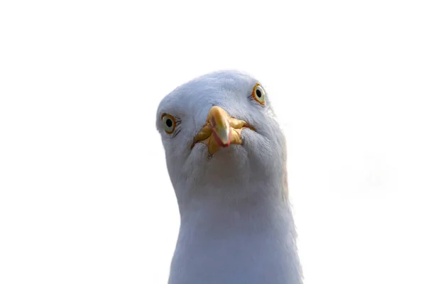Seagull Staring Camera Great Number Pictures Were Taking Animal Fixedly — Stock Photo, Image