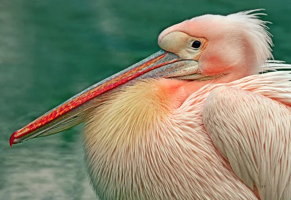 Birotalus Pelican Putih — Stok Foto