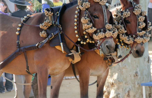 Traditioneel Versierde Koets Van Muilezels Het Festival Van Sevilla Spanje — Stockfoto