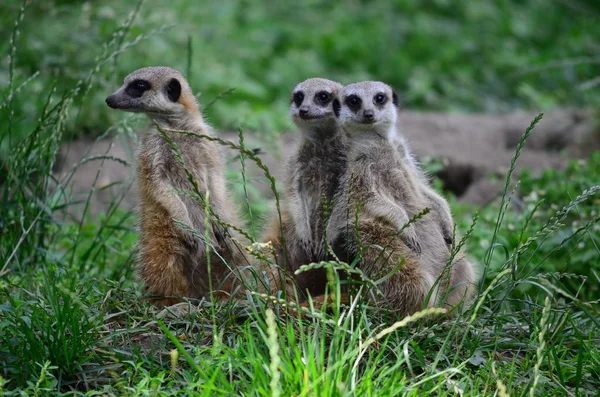 Vida Selvagem Meerkat Suricata Suricatta — Fotografia de Stock