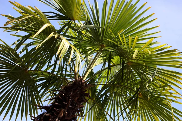 Palmbladeren Spanje Kopieer Ruimte — Stockfoto