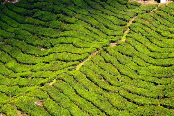 Bilder Der Teeplantagen Auf Den Cameron Highlands Malaysia — Stockfoto