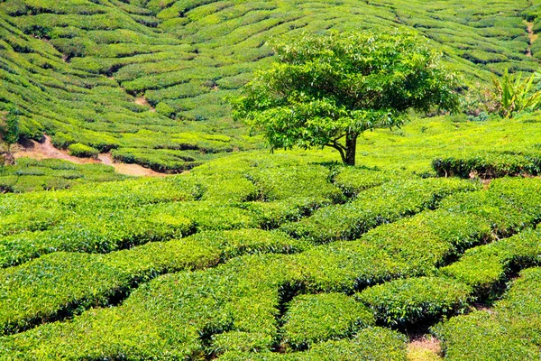 Bilder Der Teeplantagen Auf Den Cameron Highlands Malaysia — 图库照片