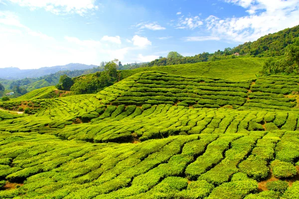 Bilder Der Teeplantagen Auf Den Cameron Highlands Στη Μαλαισία — Φωτογραφία Αρχείου