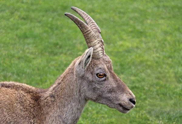 Ibex Animal Nature Fauna — Stock Photo, Image