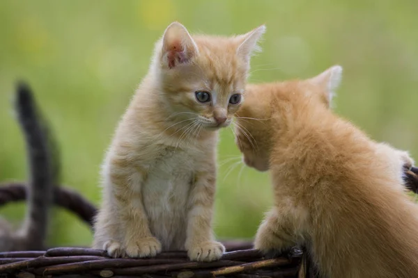 Playing Cat Children Green Meadow — Stock Photo, Image