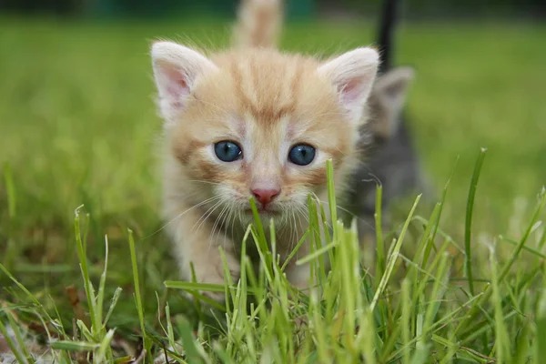 Brincando Com Crianças Gato Prado Verde — Fotografia de Stock