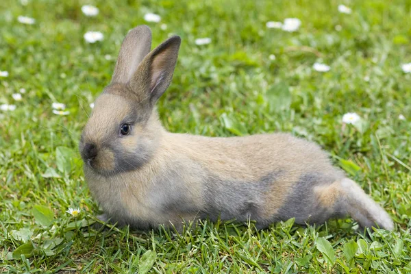 Hasenkinder Frühling — Stockfoto