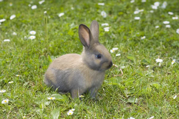 Konijnenkinderen Het Voorjaar — Stockfoto